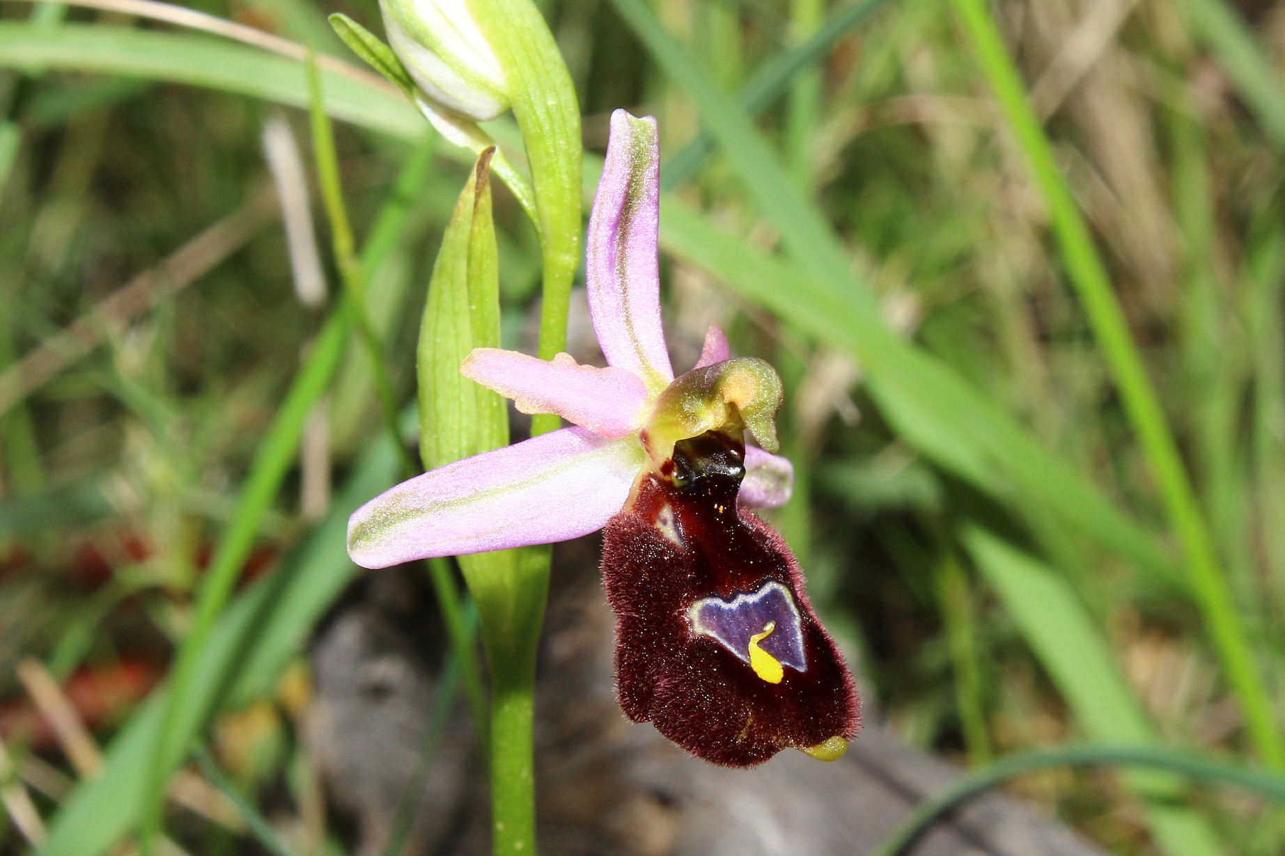 Orchidee dell''Imperiese